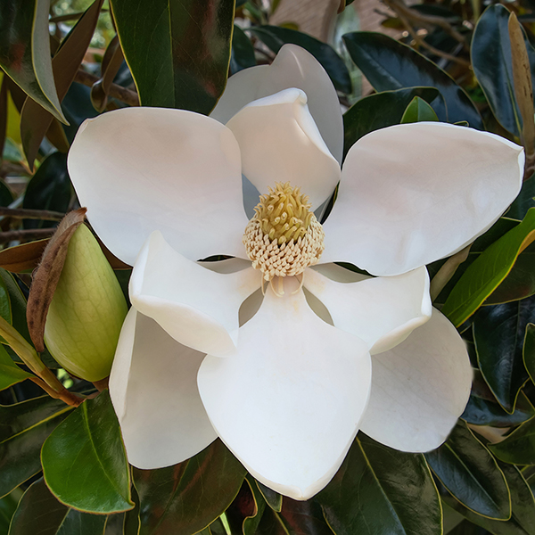 Magnolia grandiflora 'Little Gem' image