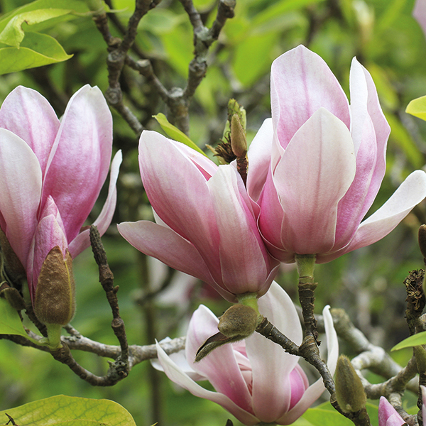 Magnolia 'Red Lucky' (Standard) image