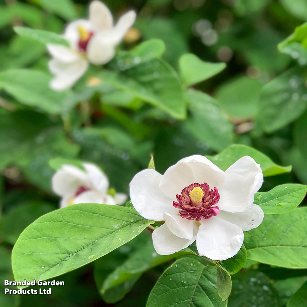 Magnolia sieboldii image