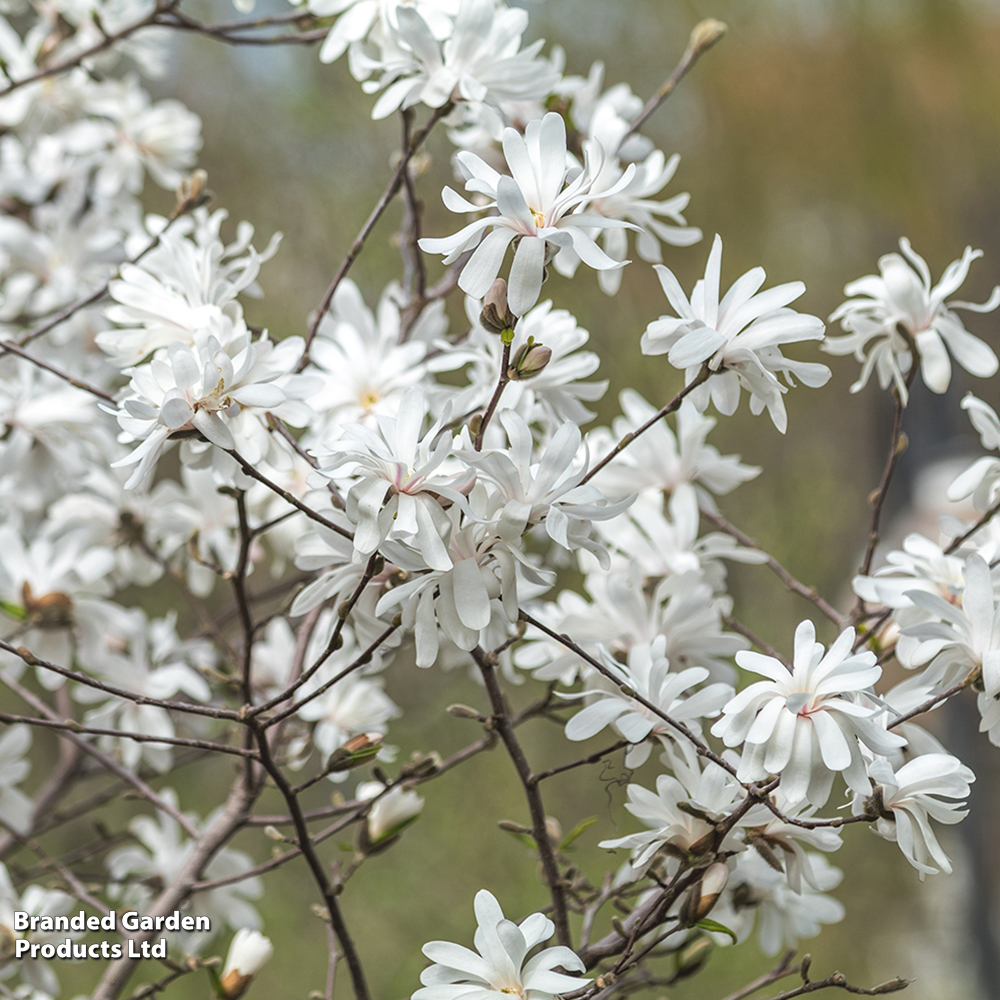 Magnolia stellata image