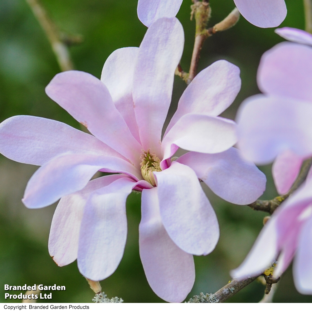 Magnolia stellata 'Rosea' image