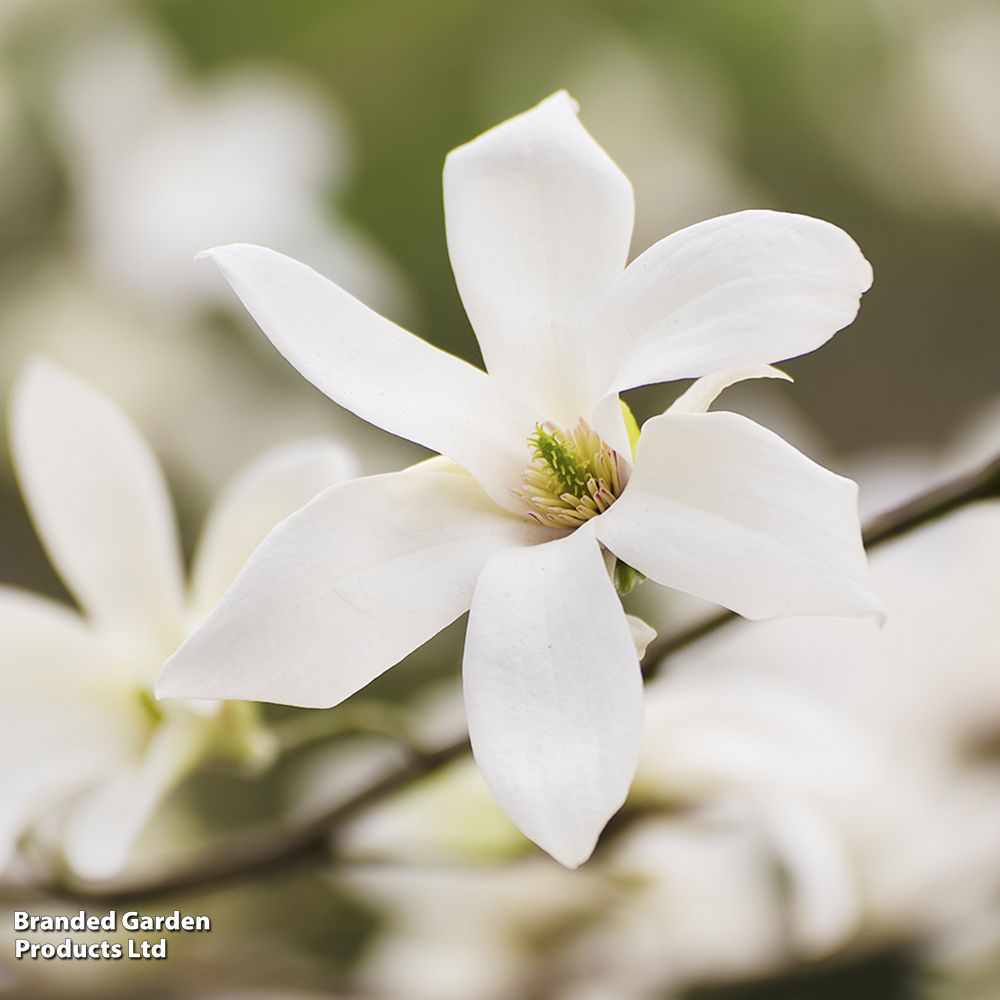 Magnolia salicifolia 'Wada's Memory' image