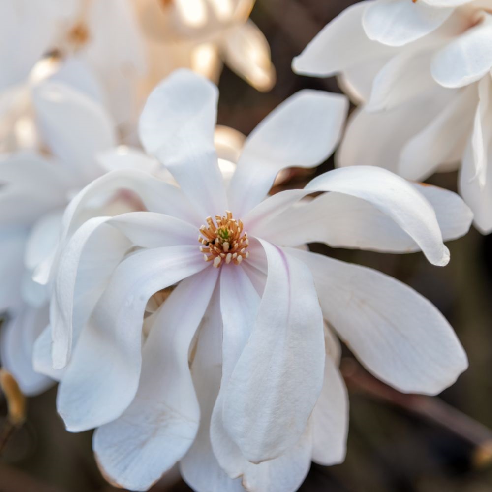 Magnolia x loebneri 'Wildcat' image