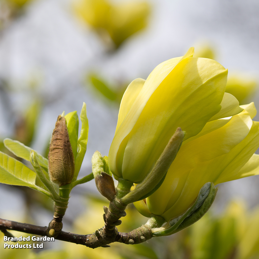 Magnolia x brooklynensis 'Yellow Bird' image