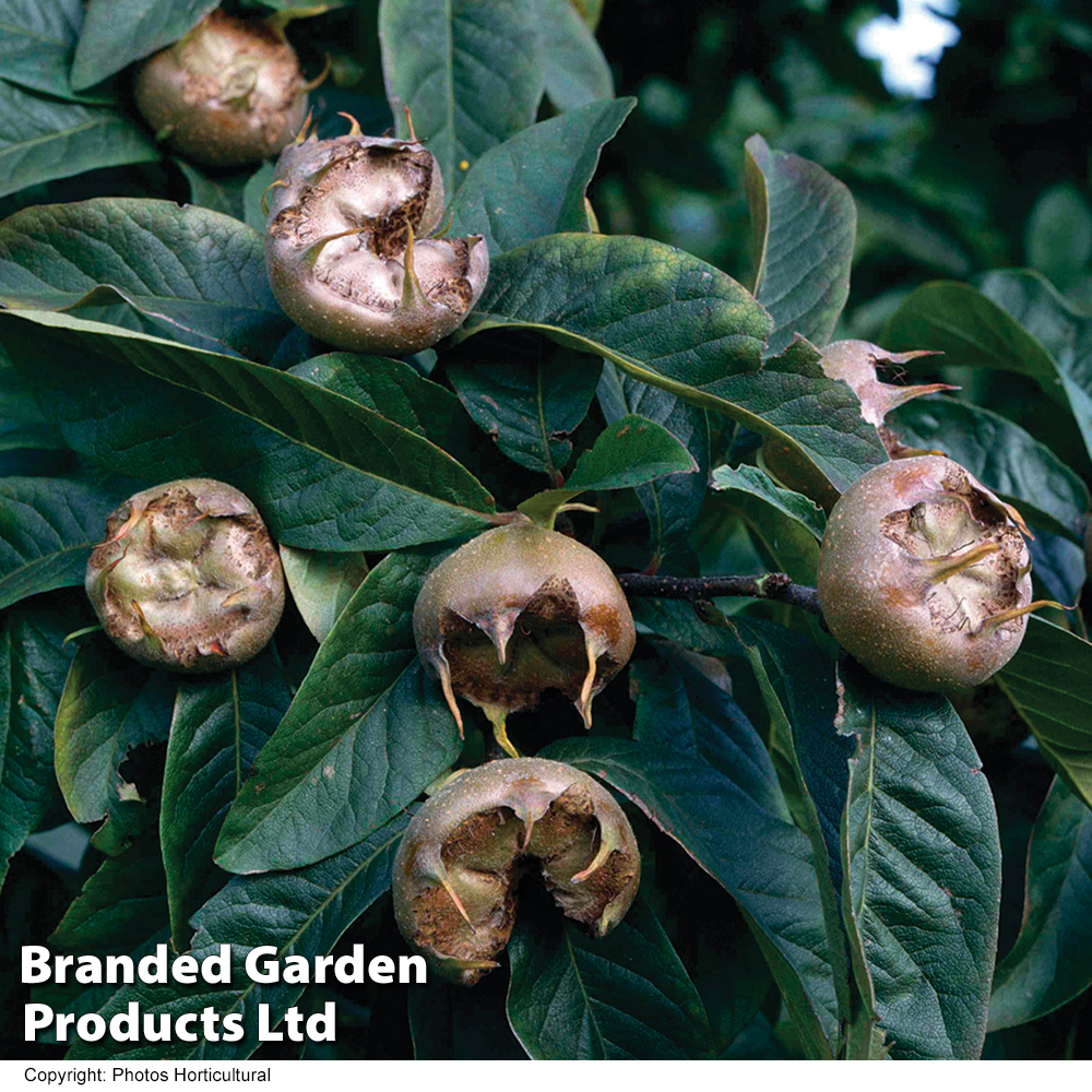 Medlar 'Nottingham' image