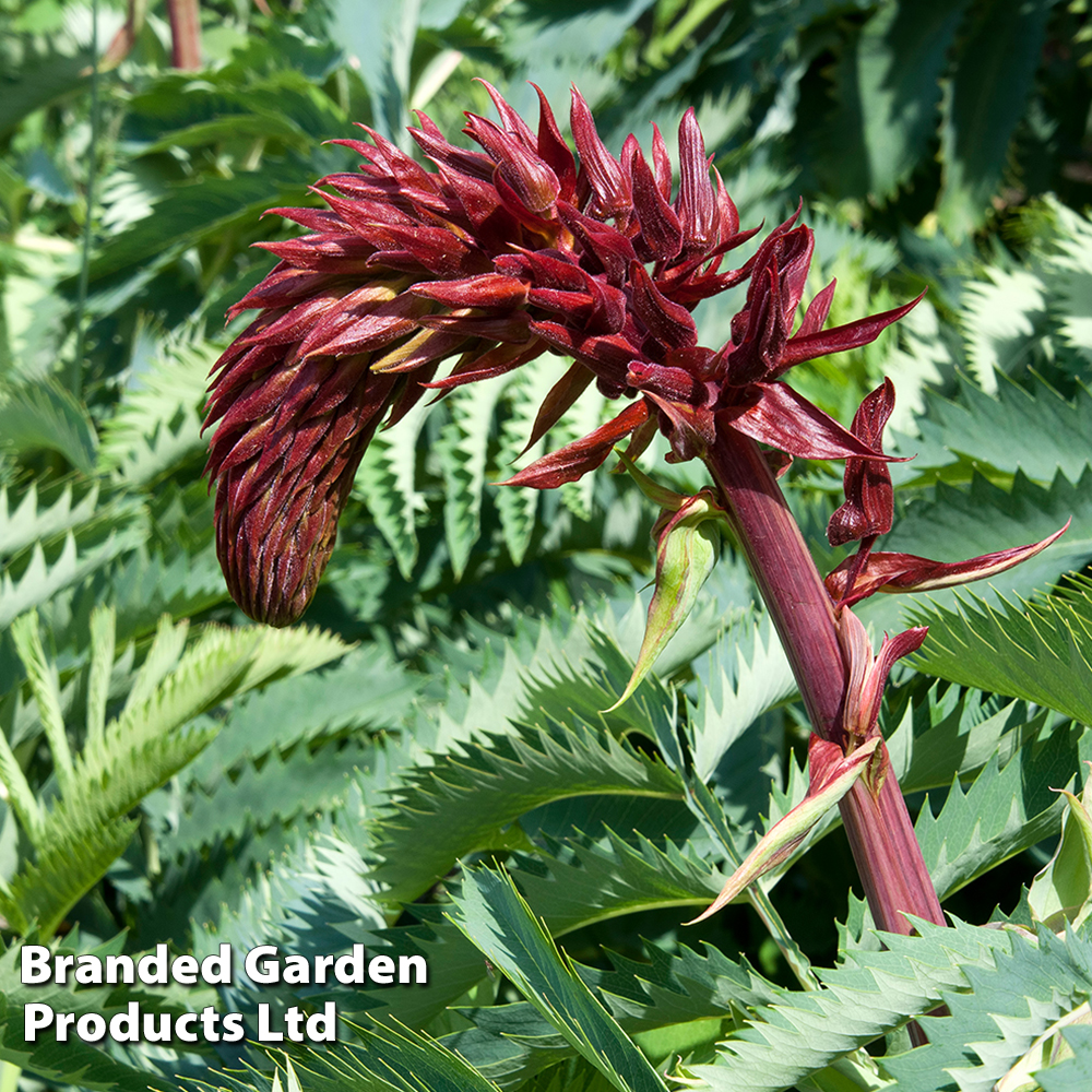 Melianthus major image