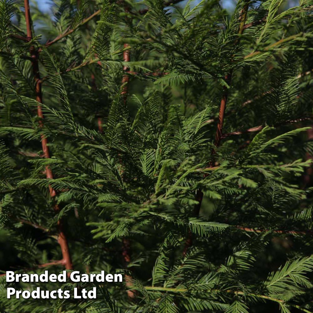 Metasequoia glyptostroboides image