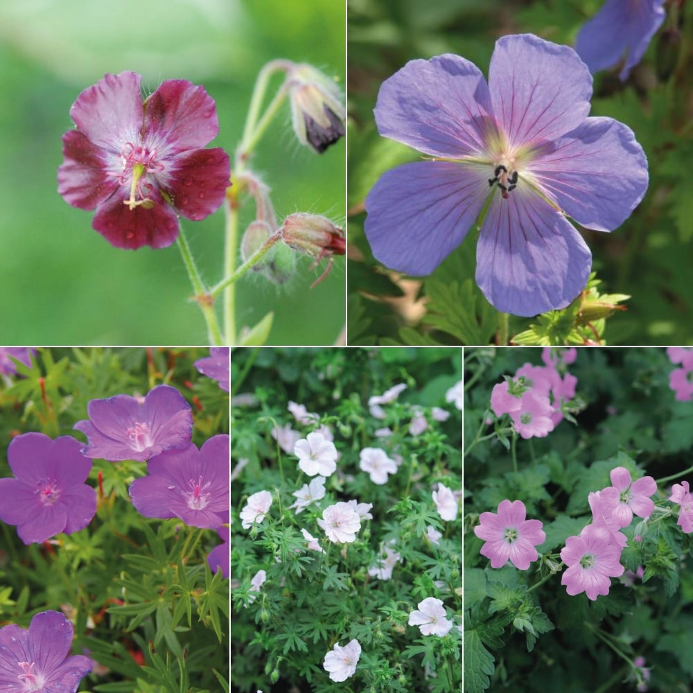 Geranium Hardy Mixed image