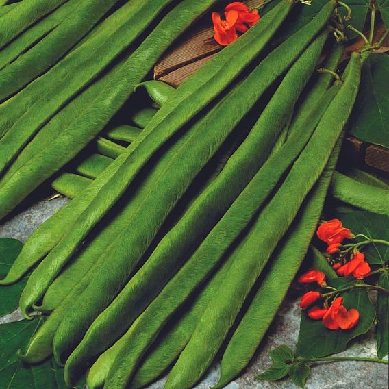 Runner Bean 'Scarlet Empire' - Seeds image