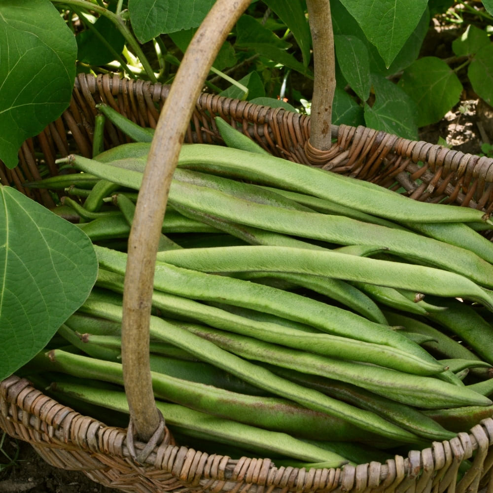 Runner Bean 'White Swan' image