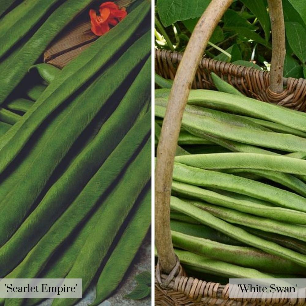 Runner Bean Duo image