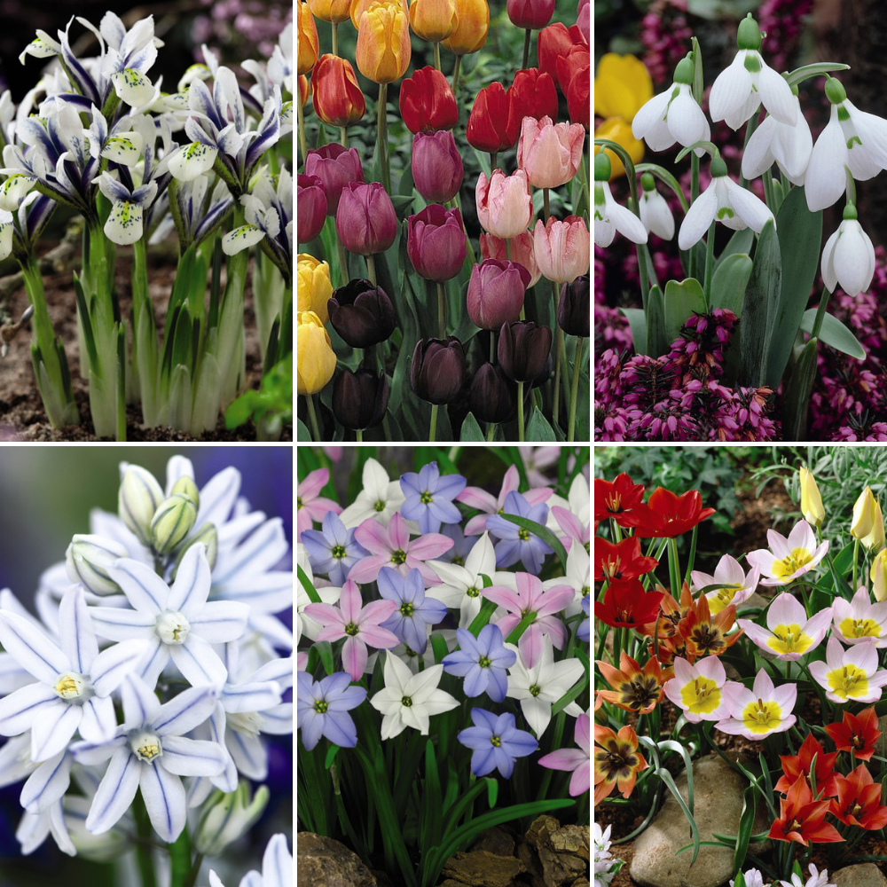 Spring Bulb Bonanza image