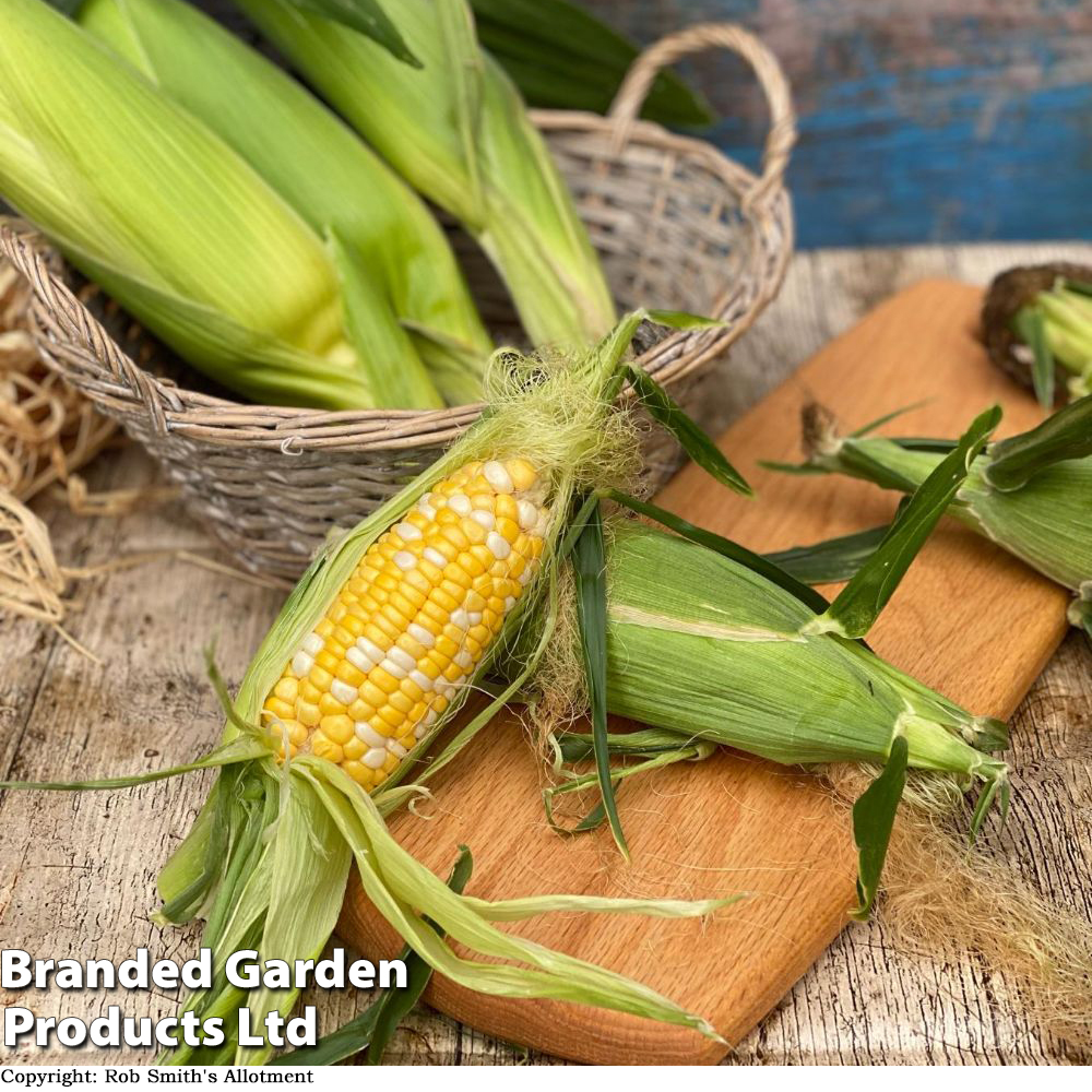 Sweetcorn 'Pot Of Gold' image