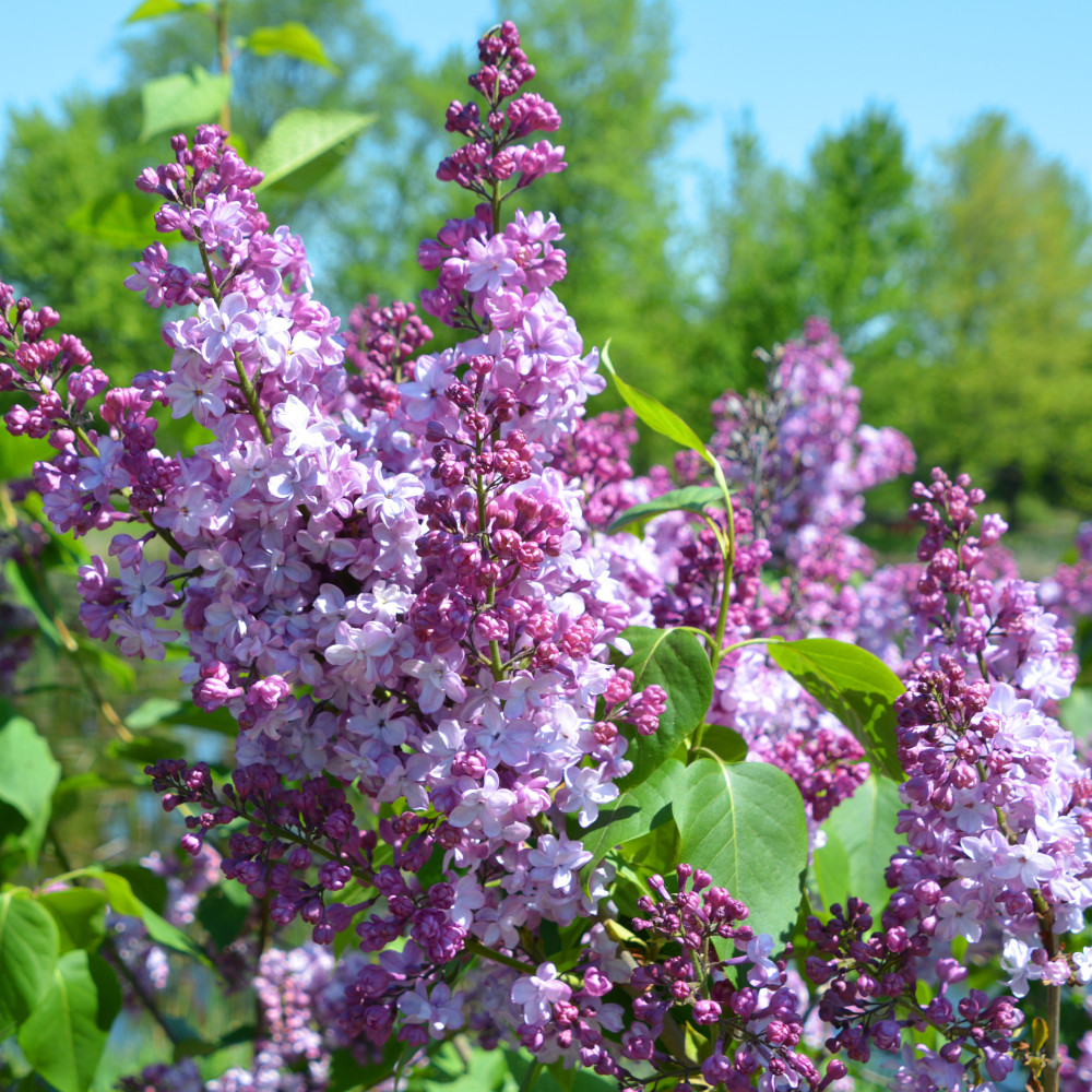 Syringa 'Michael Buckner' image