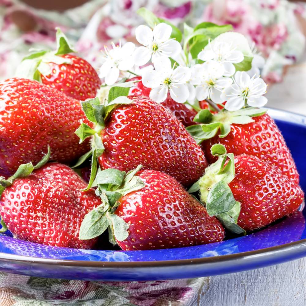 Strawberry 'Korona' (Early to Mid Season) image