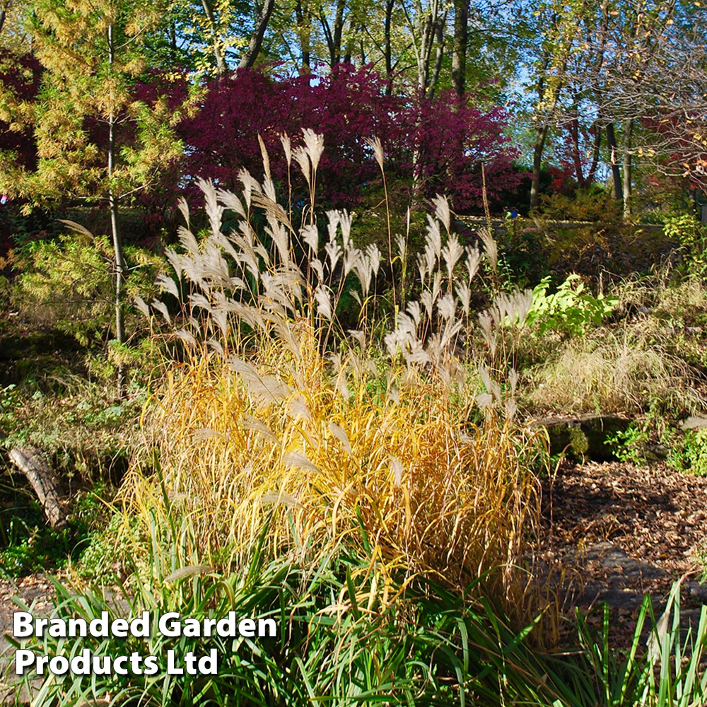 Miscanthus sinensis 'Graziella' image