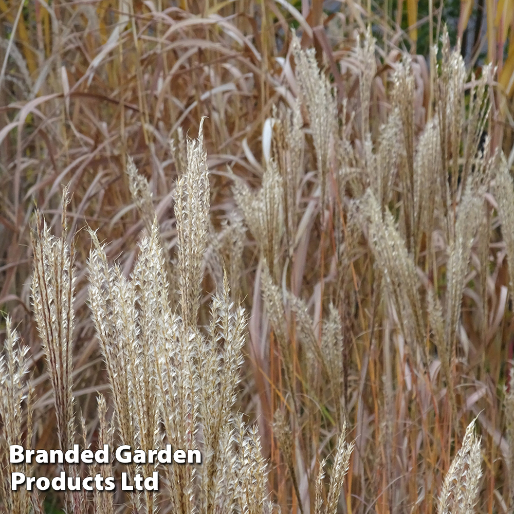 Miscanthus 'Kleine Fontane' image