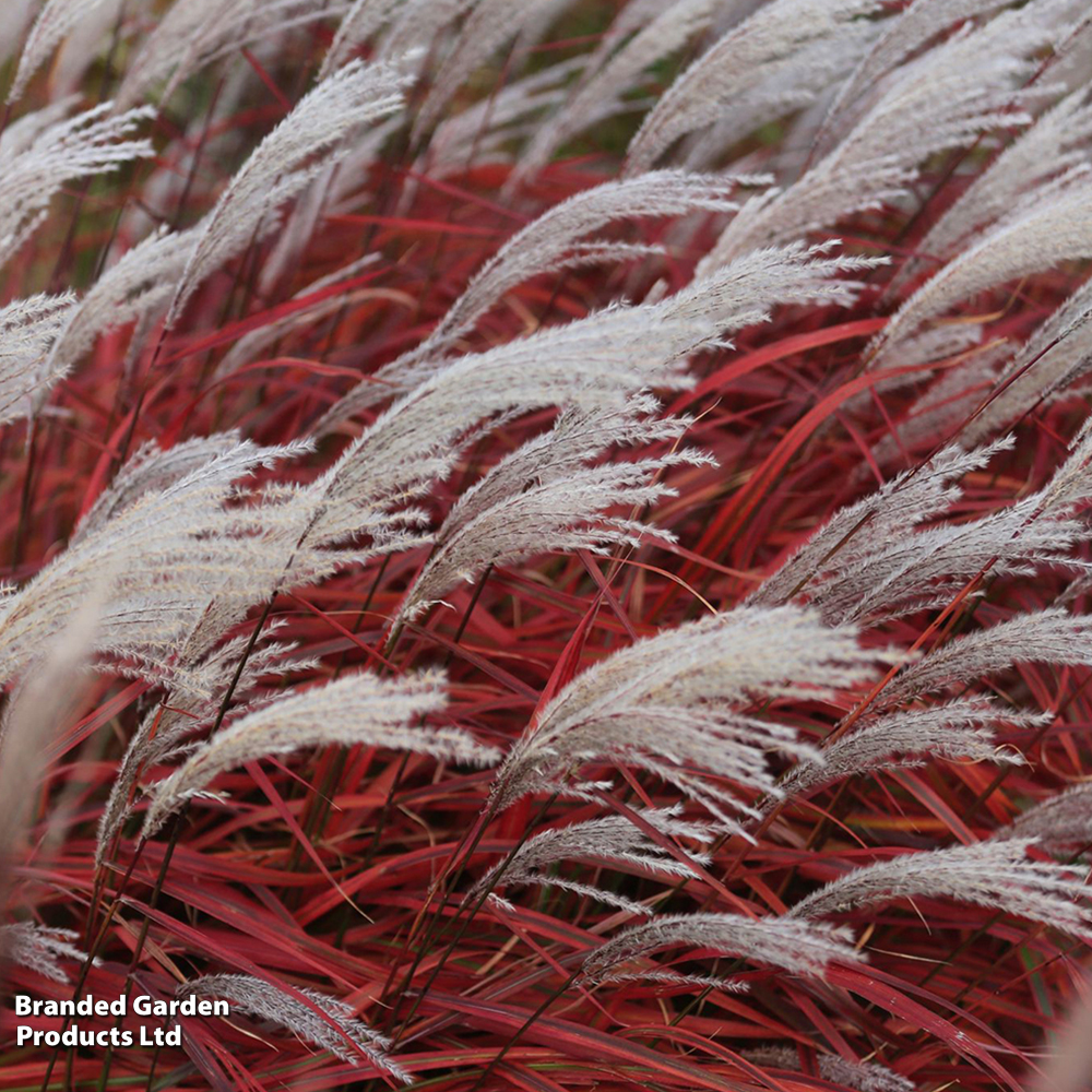 Miscanthus 'Lady in Red' image