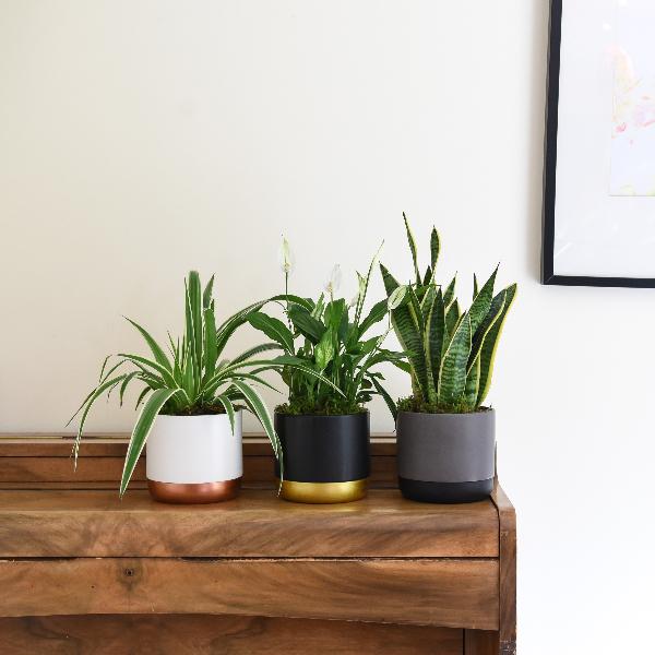 Air Purifying Houseplant Collection image