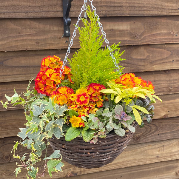 Autumn Sunset Mix (Pre-Planted Basket) image