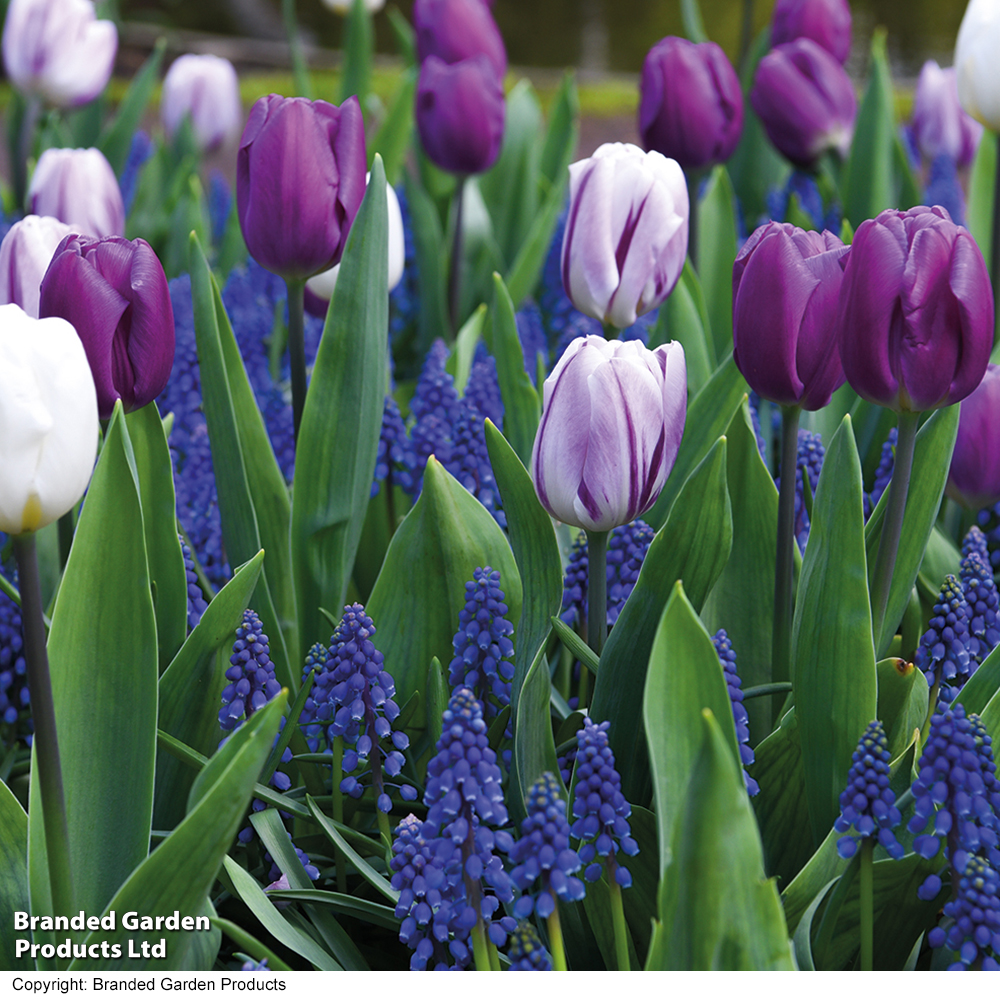 Tulip and Muscari 'Purple Rain Mix' image