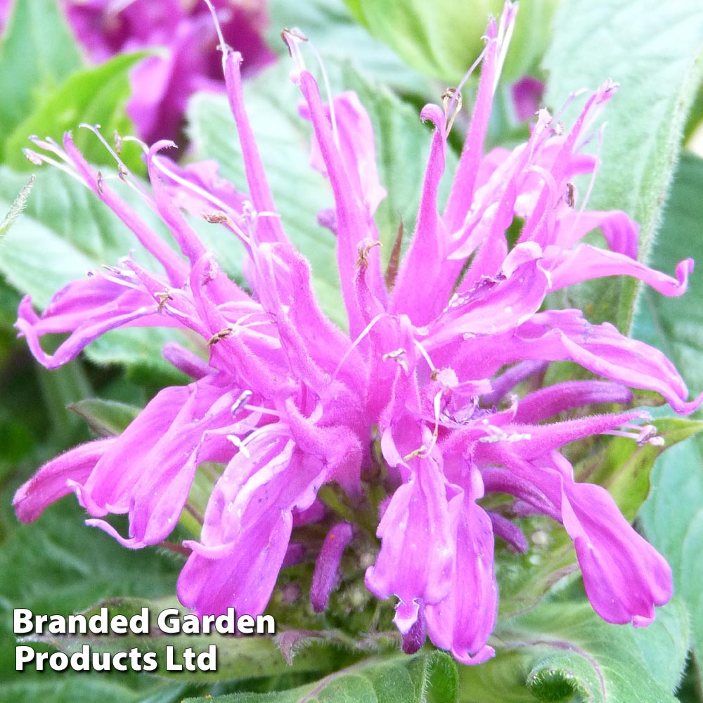 Monarda didyma 'Balmy Lilac' image