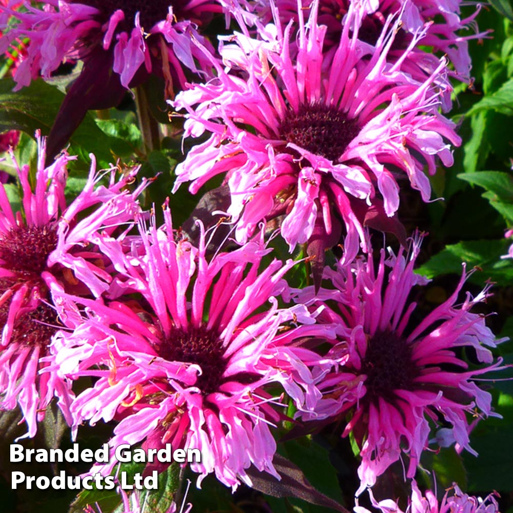 Monarda didyma 'Balmy Pink' image