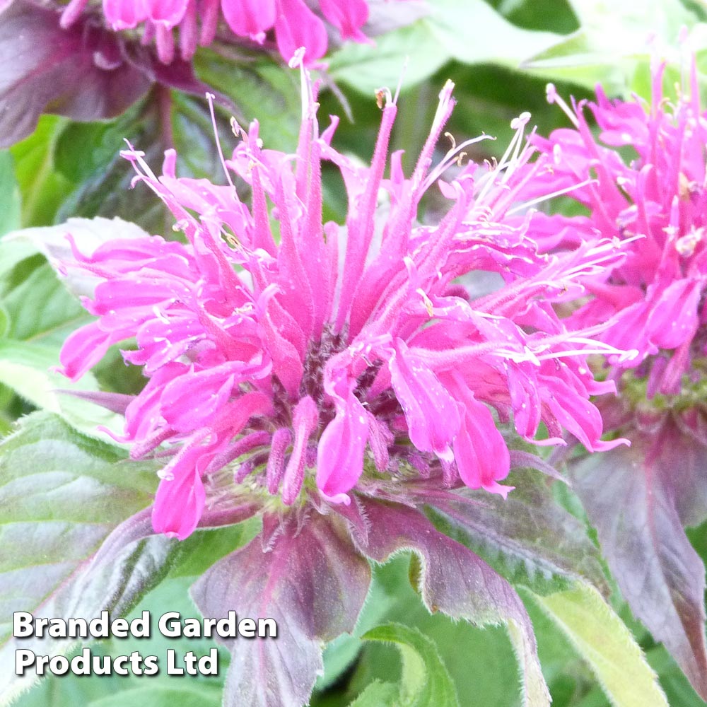 Monarda didyma 'Balmy Purple' image