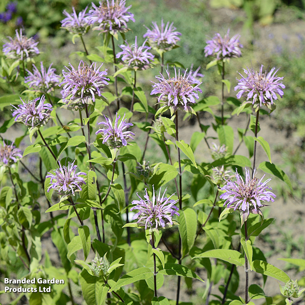 Monarda 'Elsies Lavender' image