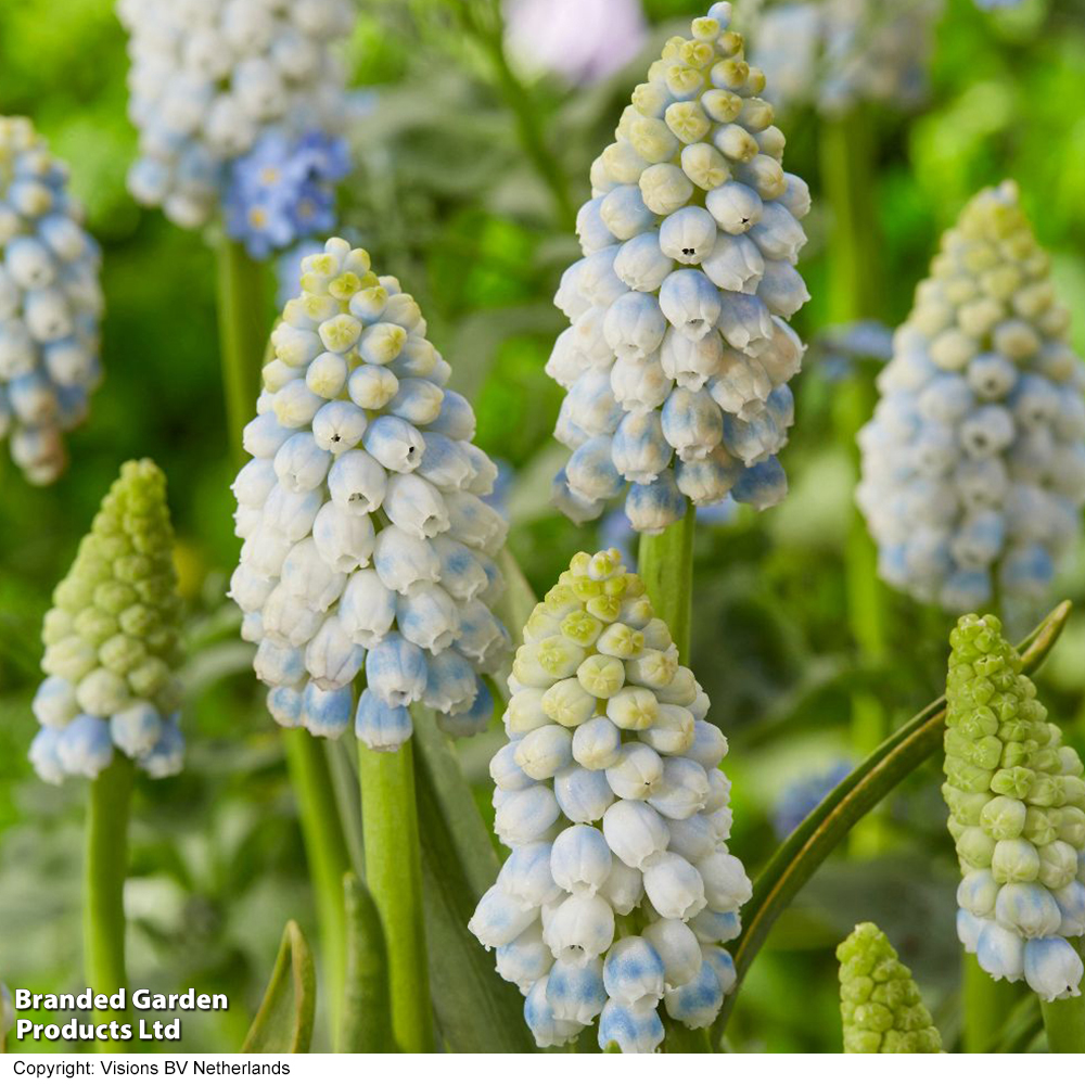 Muscari 'Alaska' image