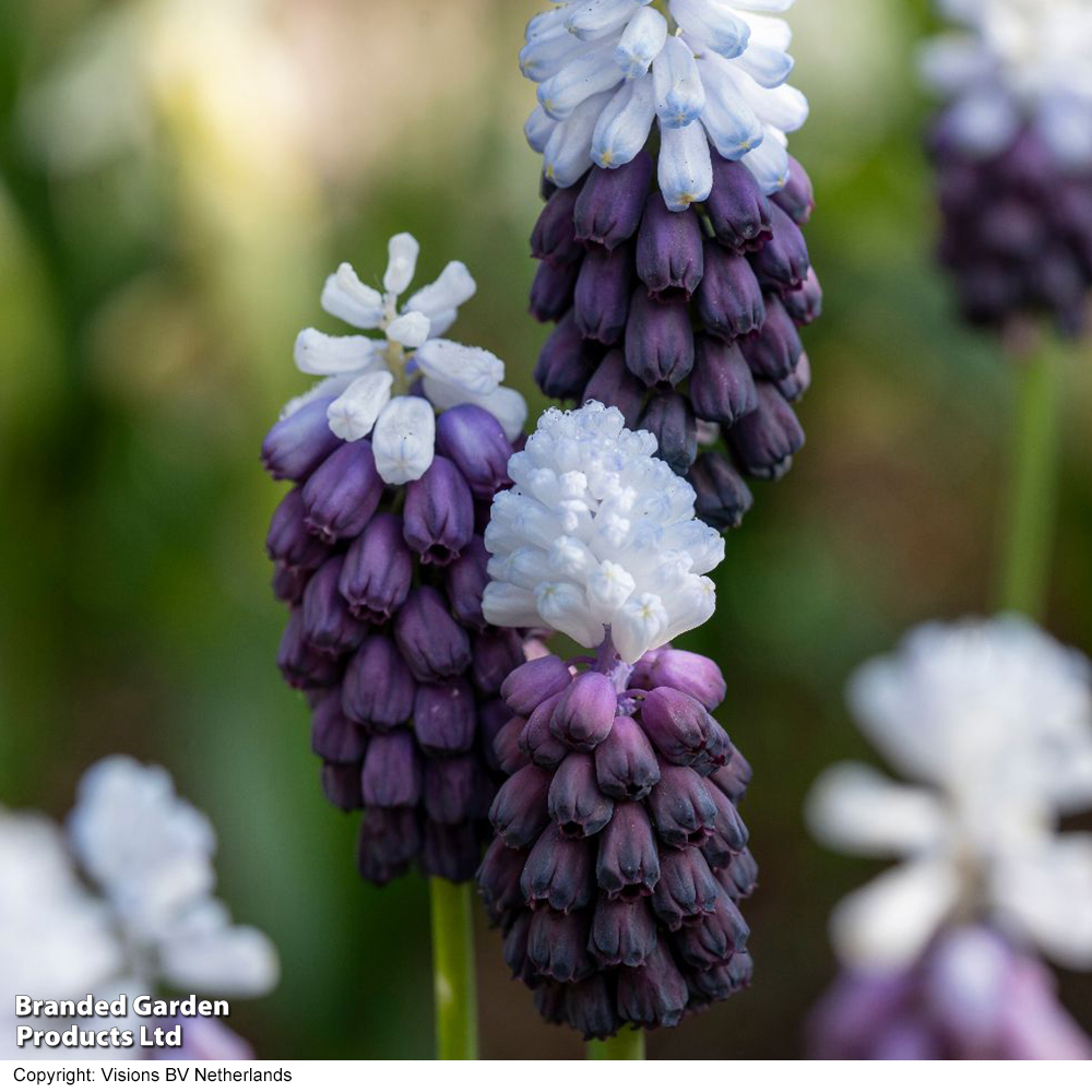 Muscari 'Grape Ice' image