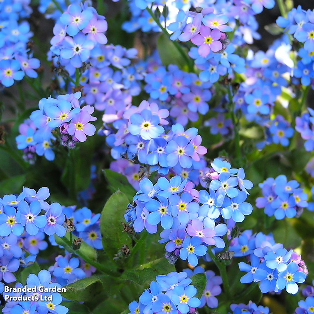 Myosotis sylvatica 'Blue Ball' image