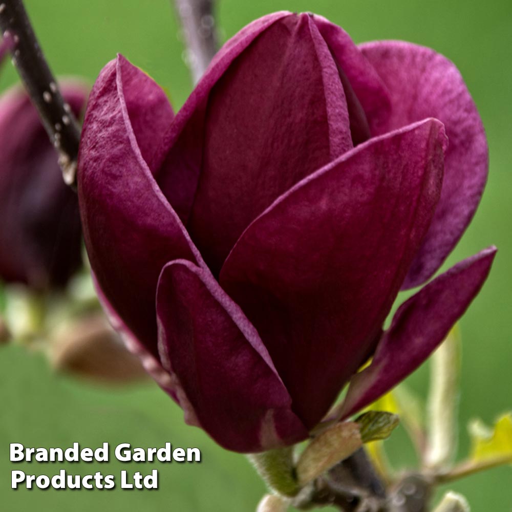 Magnolia 'Genie' image