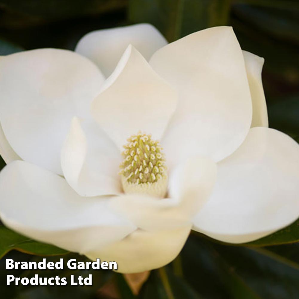 Magnolia grandiflora 'Alta' image