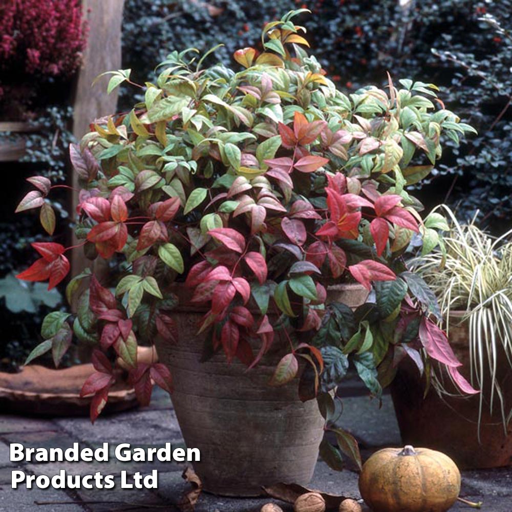 Nandina domestica 'Fire Power' image