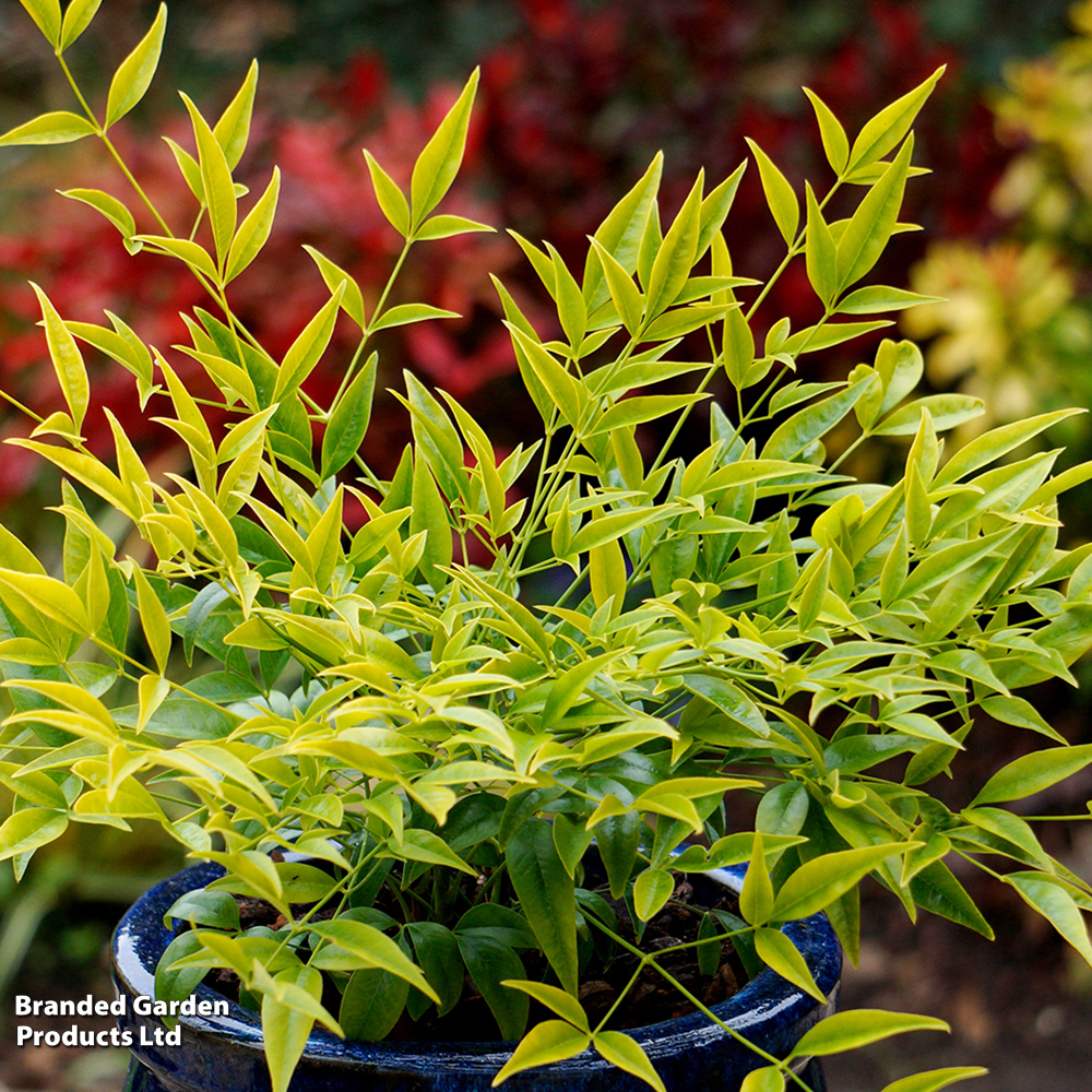 Nandina domestica 'Brightlight' image