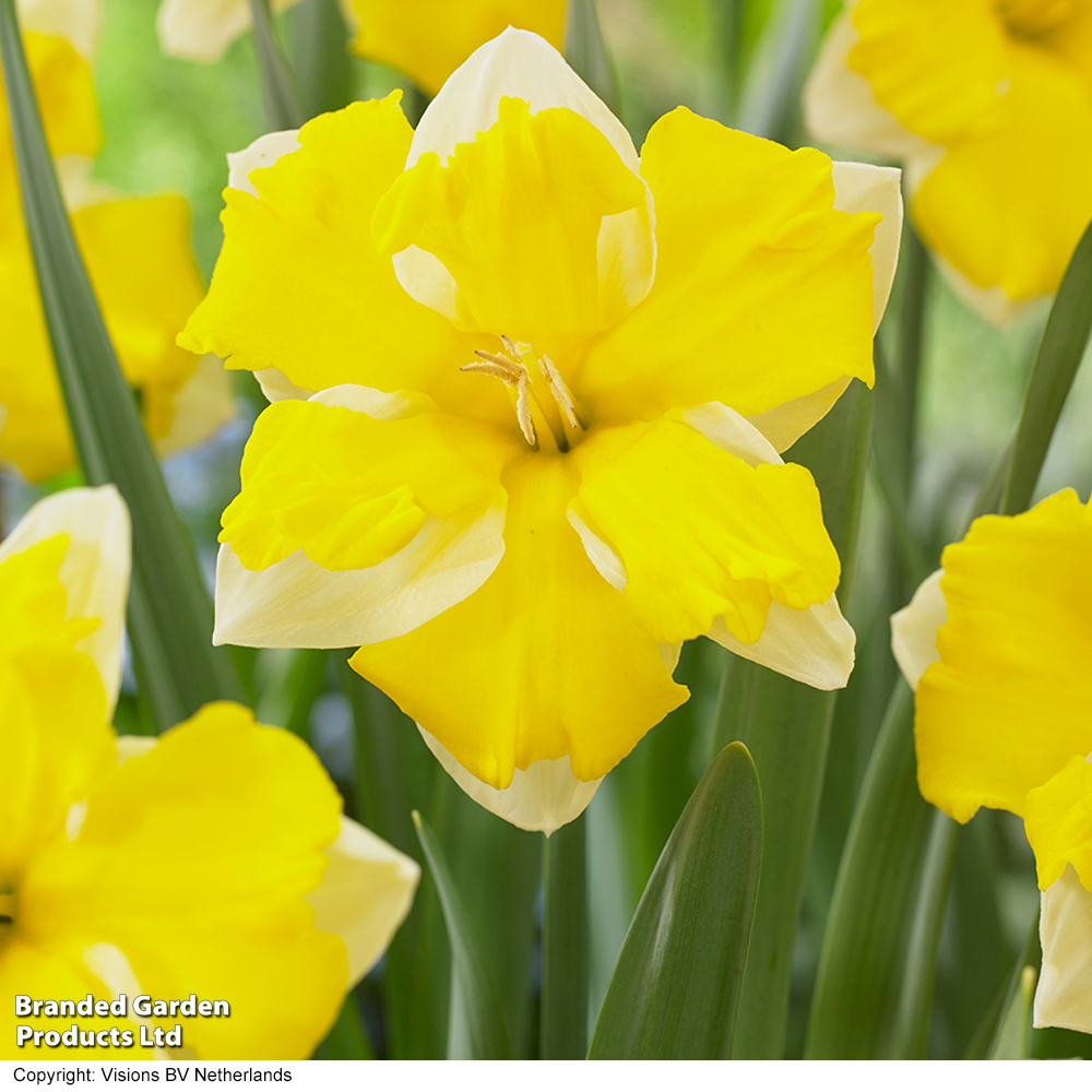 Narcissus 'Banana Daiquiri' image