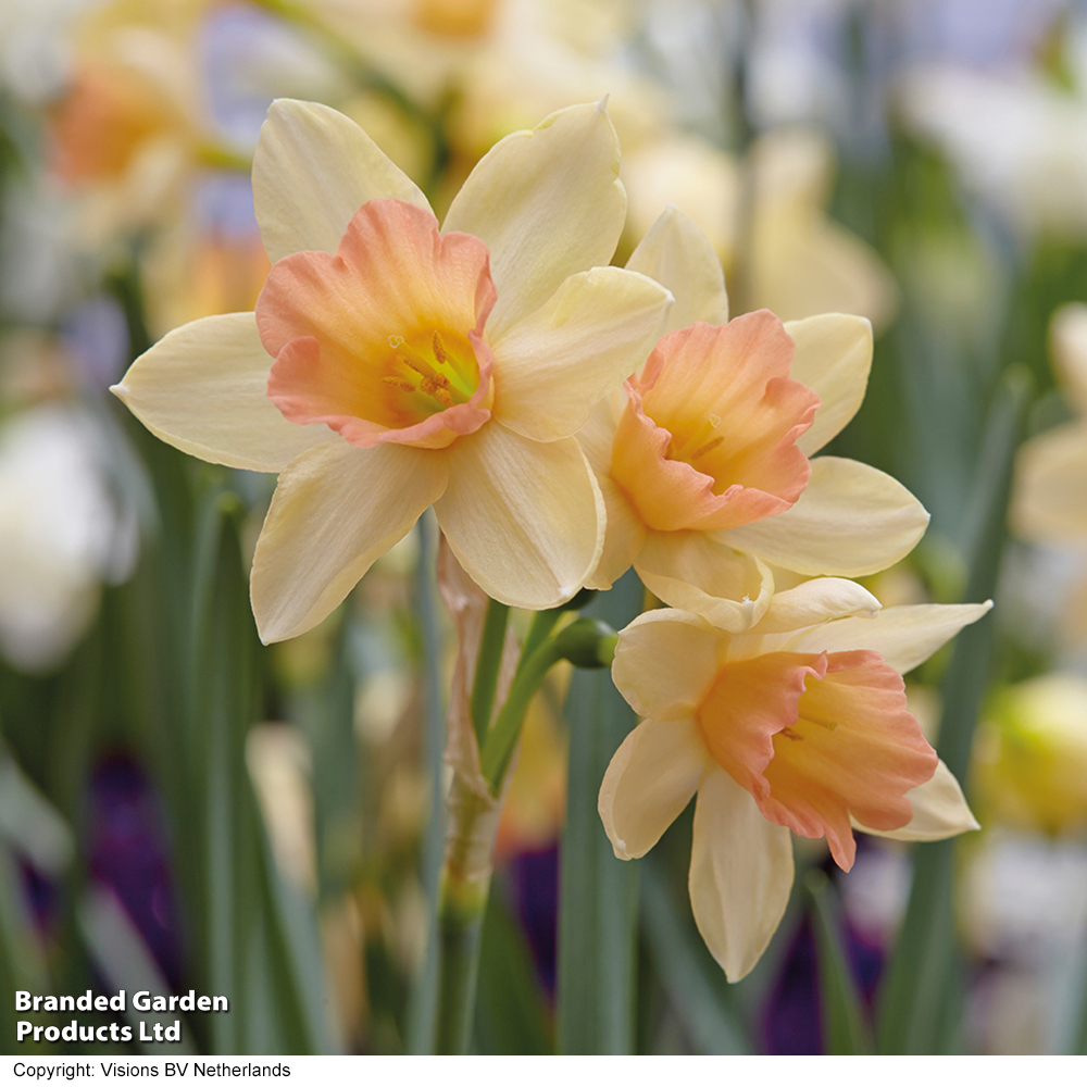 Narcissus 'Blushing Lady' image