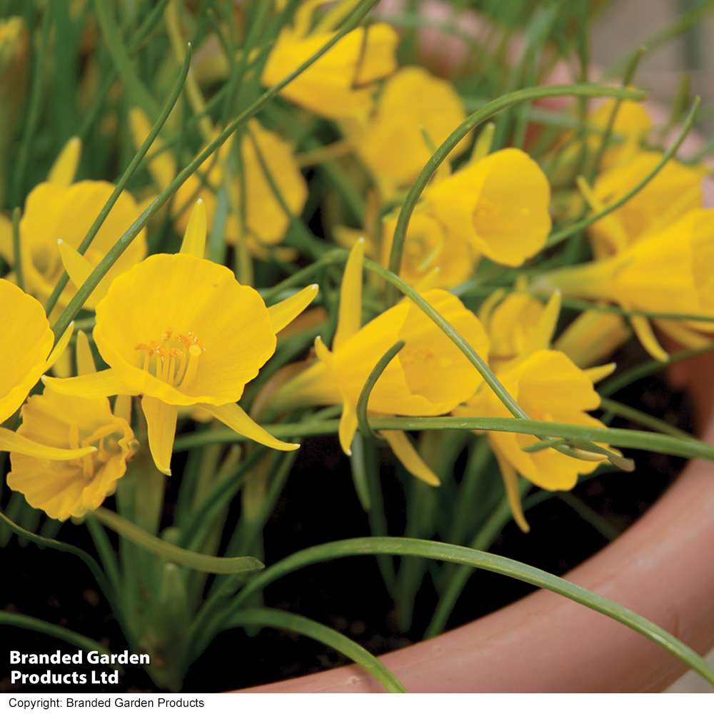 Narcissus bulbocodium 'Golden Bells' image