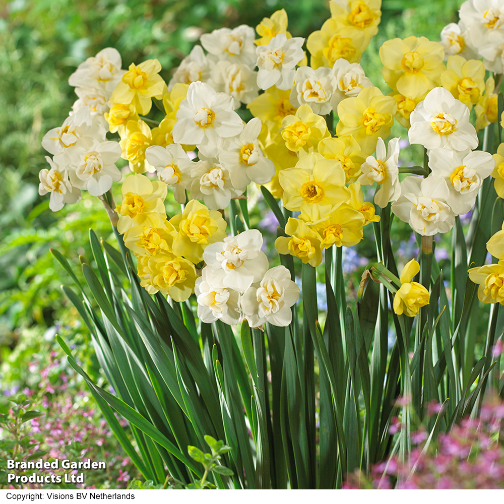 Narcissus 'Cheerfulness Duo' image