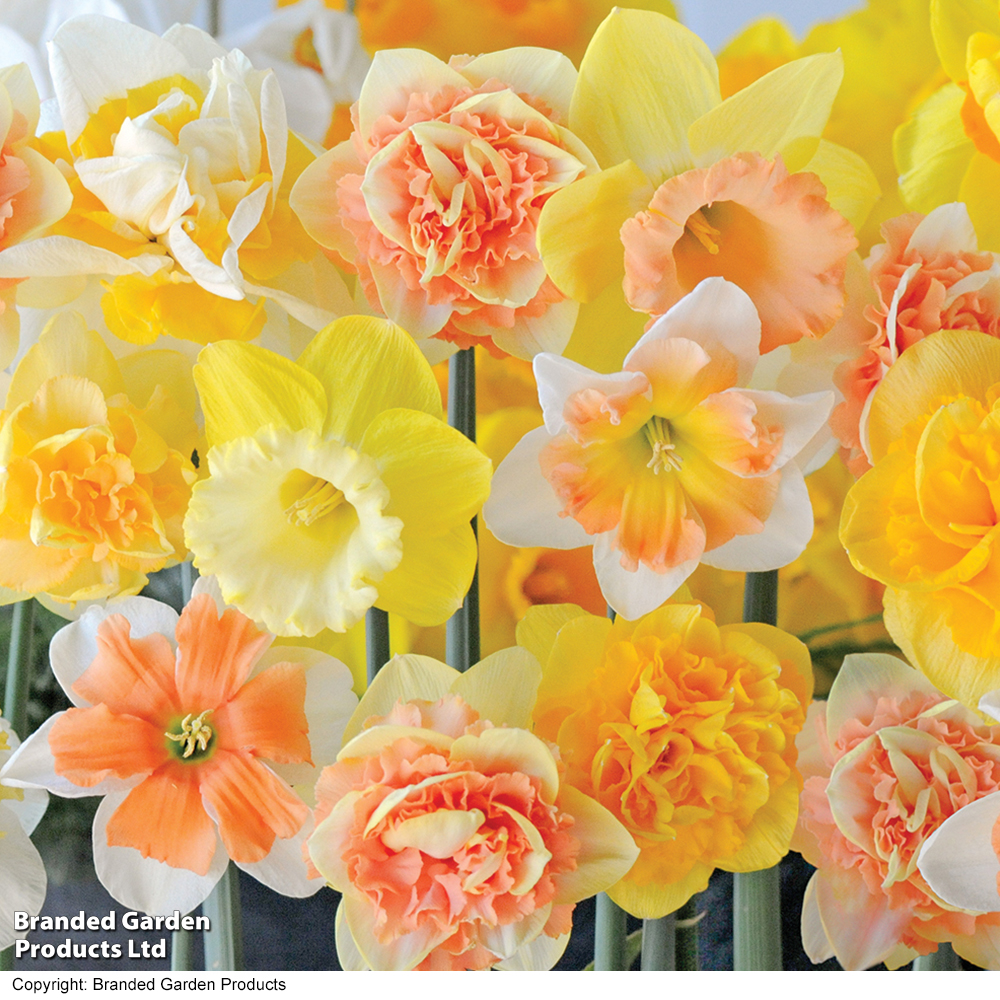 Narcissus 'Citrus Sorbet' image