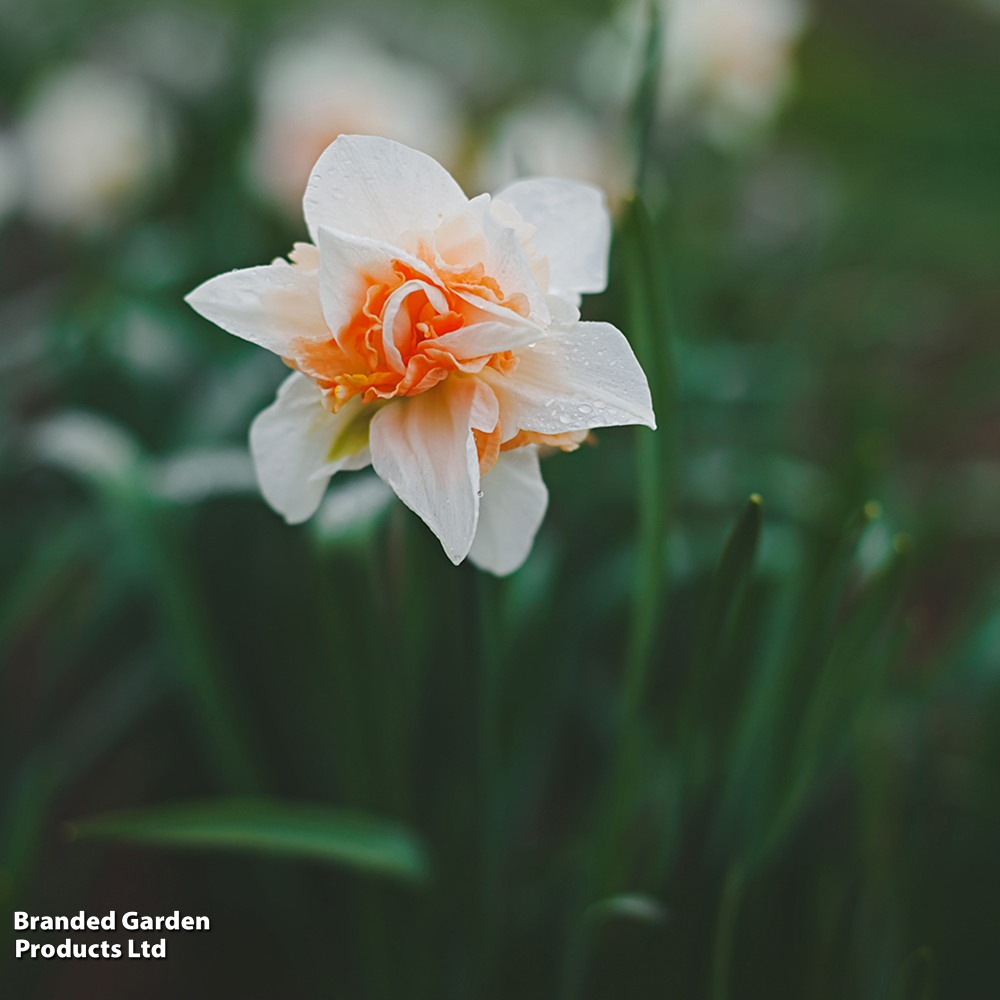 Narcissus 'Double Duo' image