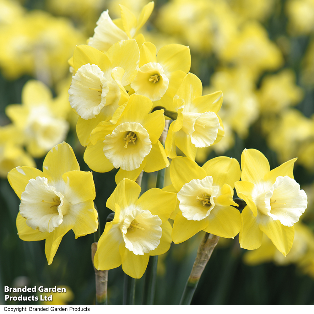 Narcissus 'Pipit' image