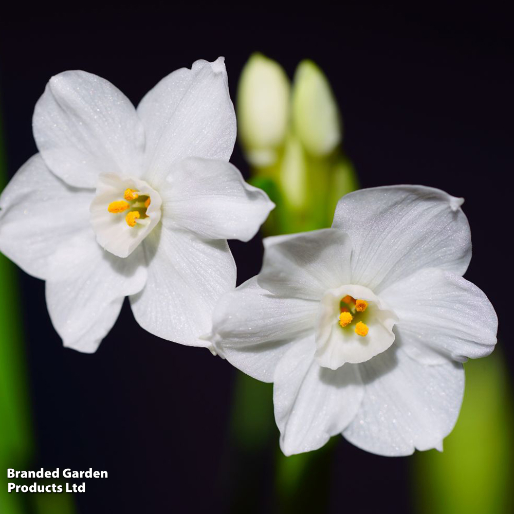 Narcissus 'Paperwhite' - Gift image