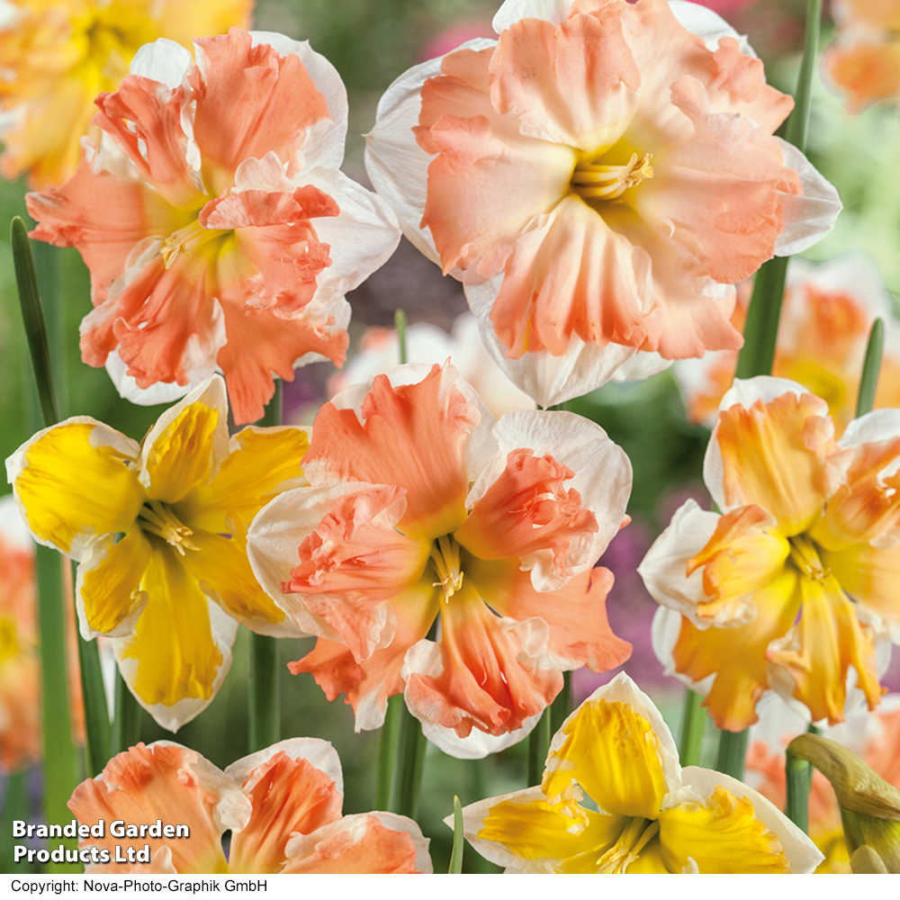 Narcissus 'Rainbow Butterflies' Mixed image