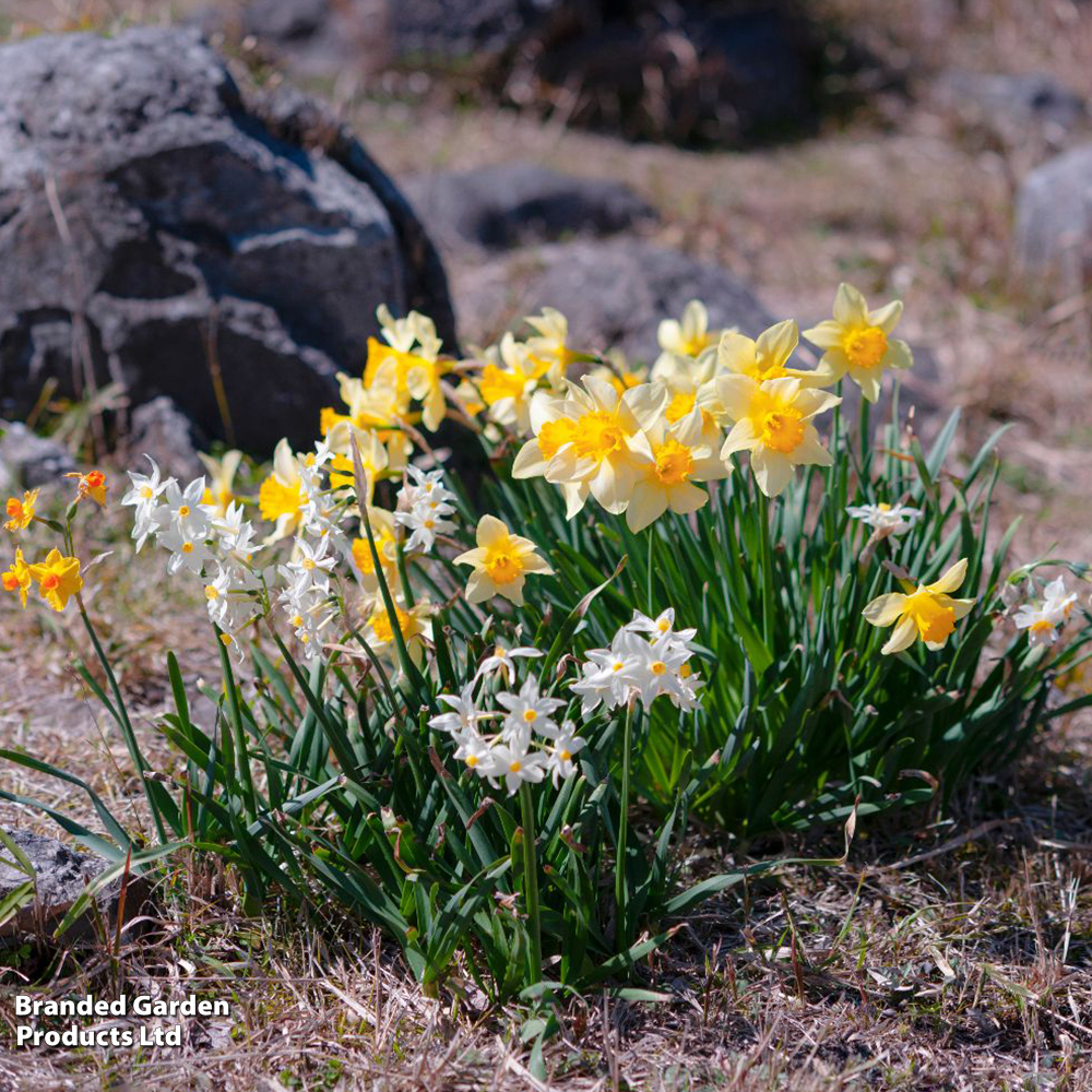 Daffodil Rockgarden Mix image