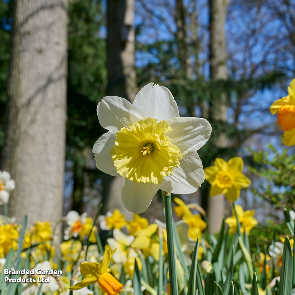 Narcissus 'Sunshine Mix' image