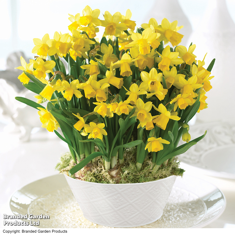 Narcissus 'Tete-a-Tete' image