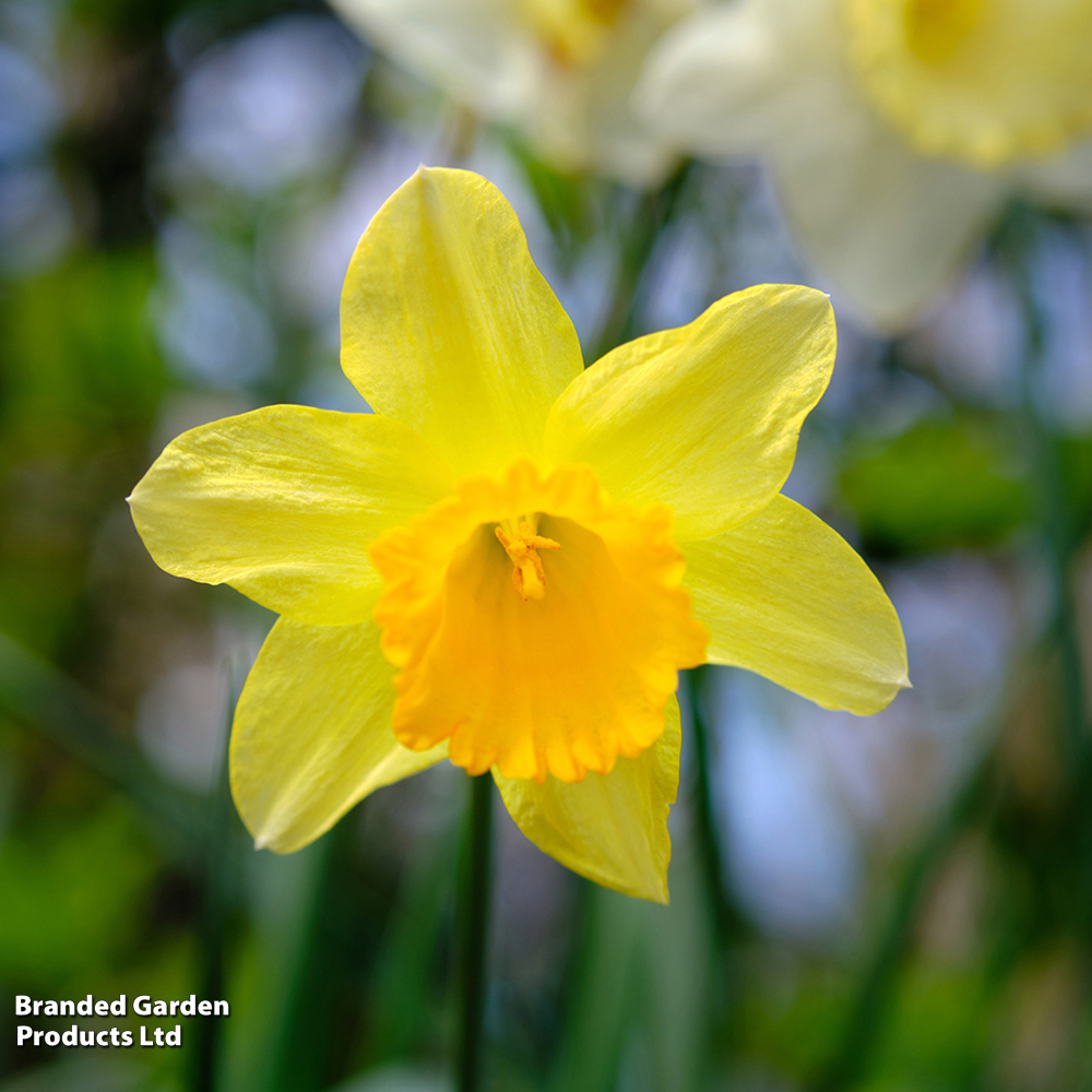 Narcissus 'Cornish Trelawney Gold' image