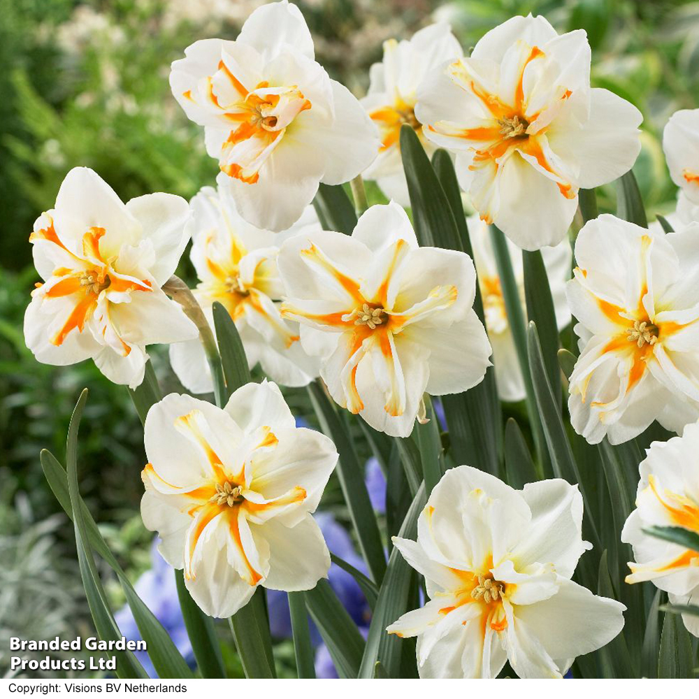 Narcissus 'Trepolo' image